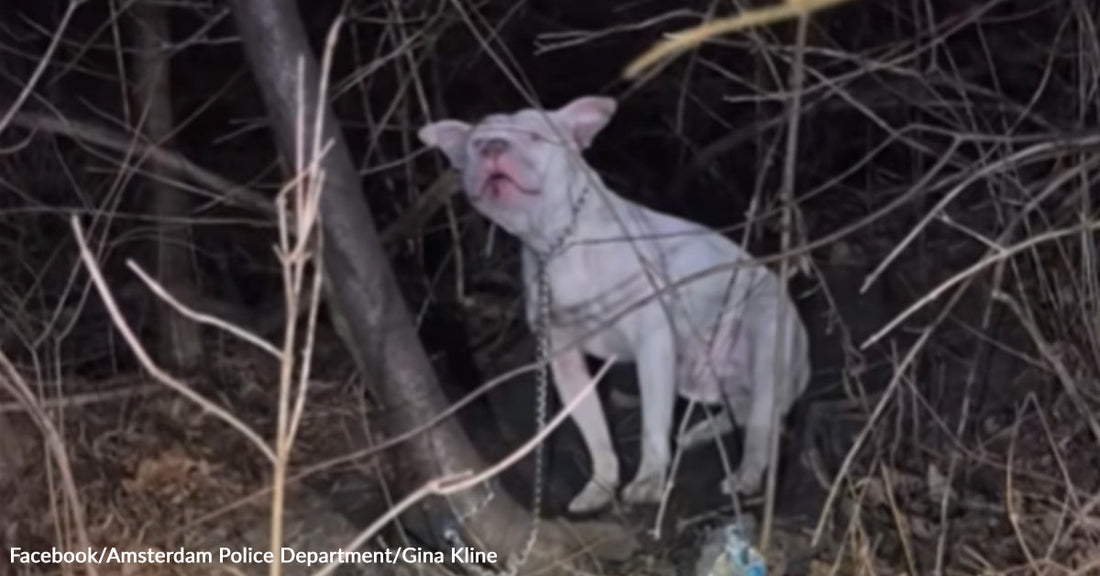 White dog stands restrained by a chain among bare branches in a dark wooded area.