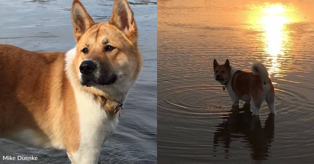 Akita Definitely Prefers 'Sweater Weather', But He'll Do What it Takes to Cool Down