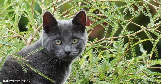 Woman Saves Weeks-Old Kitten from Dog Attack