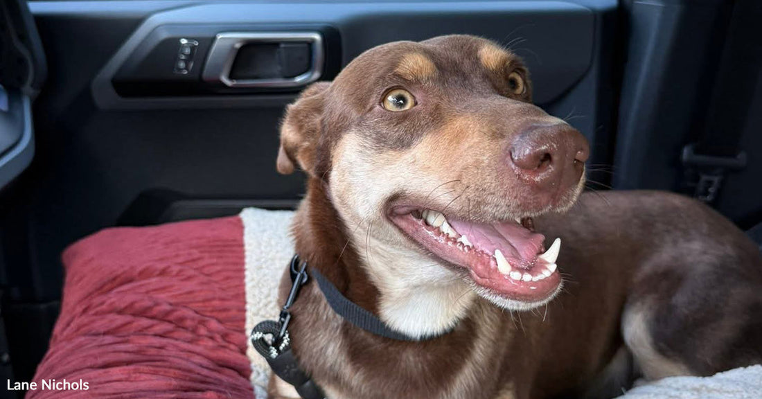 Brown dog sitting on a padded bed in the back seat of a car, mouth open in a relaxed pant, wearing a black harness.