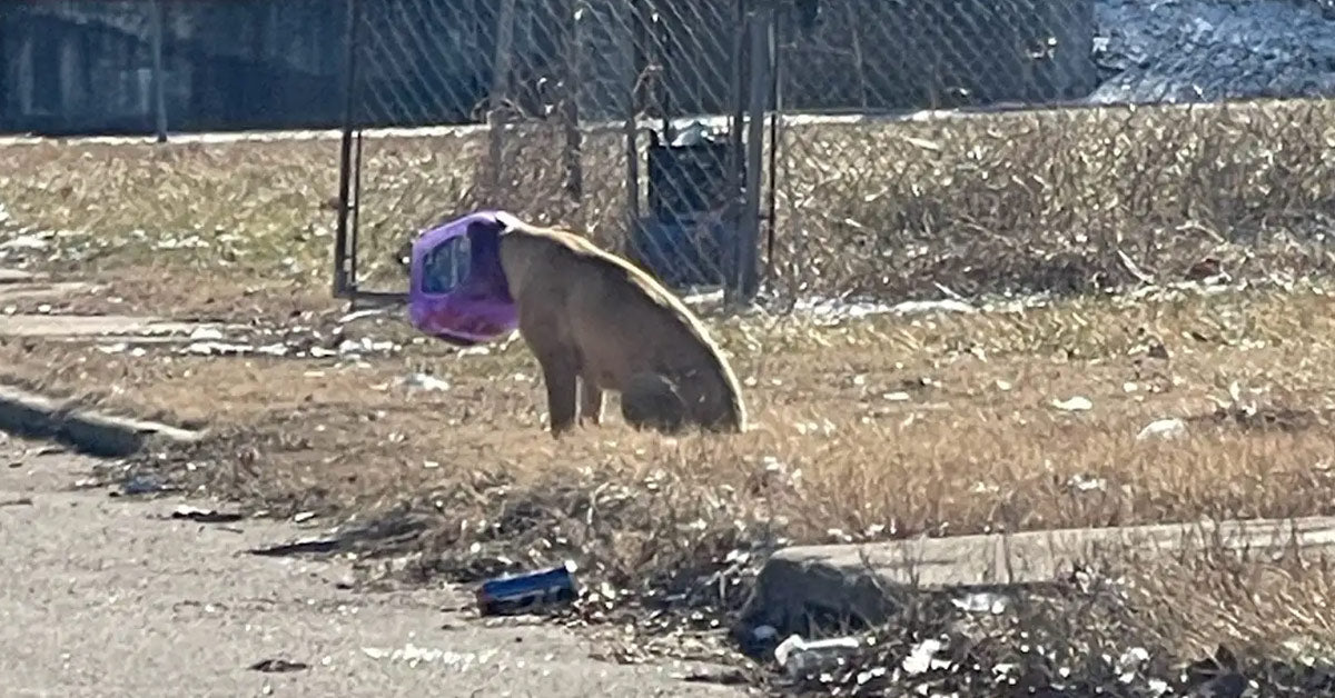 Stray Canine Rescued After Days with Cheeseball Bucket on Head Stray Canine Rescued After Days with Cheeseball Bucket on Head