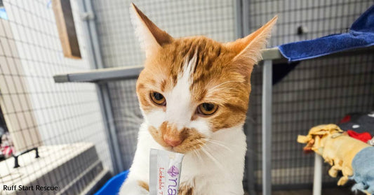 A Twice Surrendered Cat is Awaiting a Better Future, Thanks to You