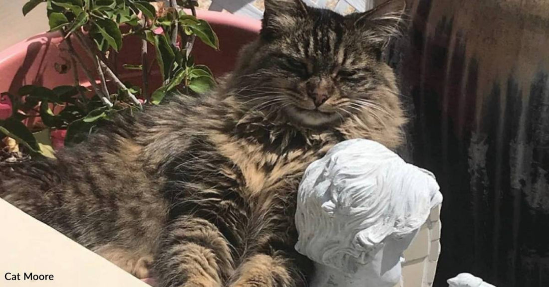 Family Adopts Cat with FIV Without Knowing It, She Outlives Expectations