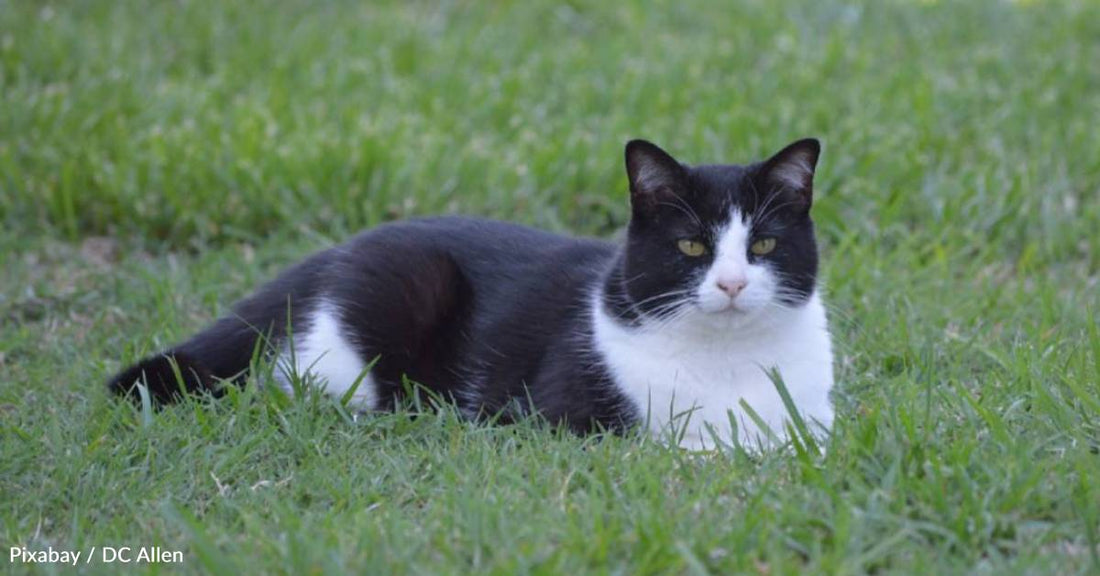 Injured Kitten Follows Child Home, Family Spends Six Months Nursing Him Back to Health