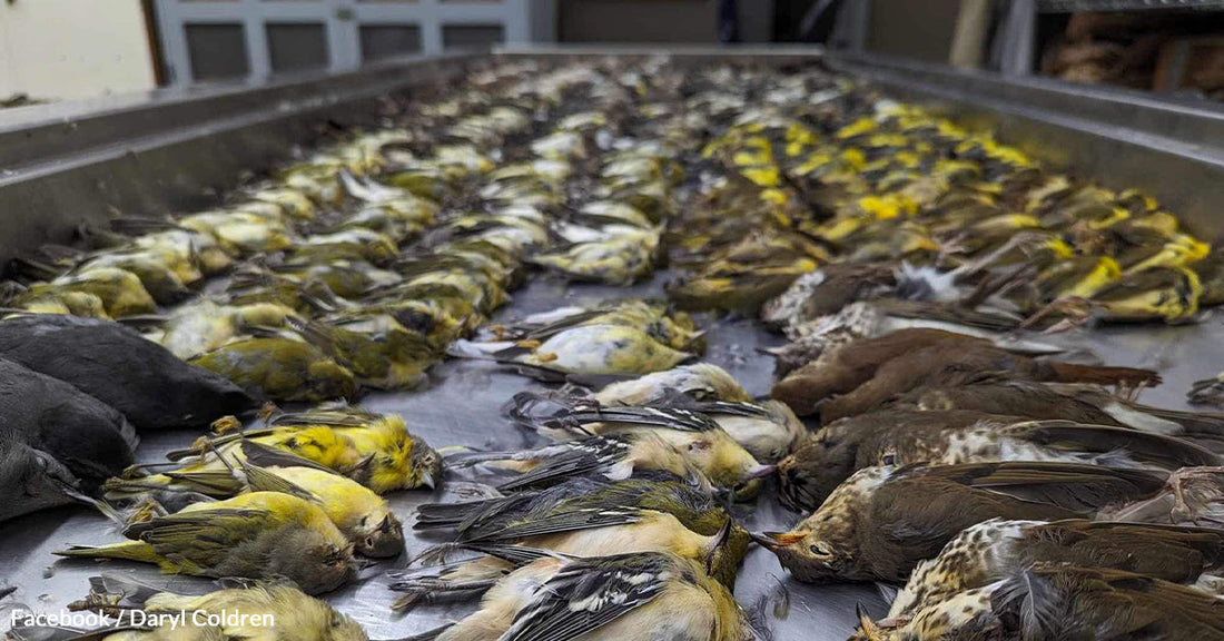 Nearly a Thousand Birds Killed Overnight In Chicago — By A Building