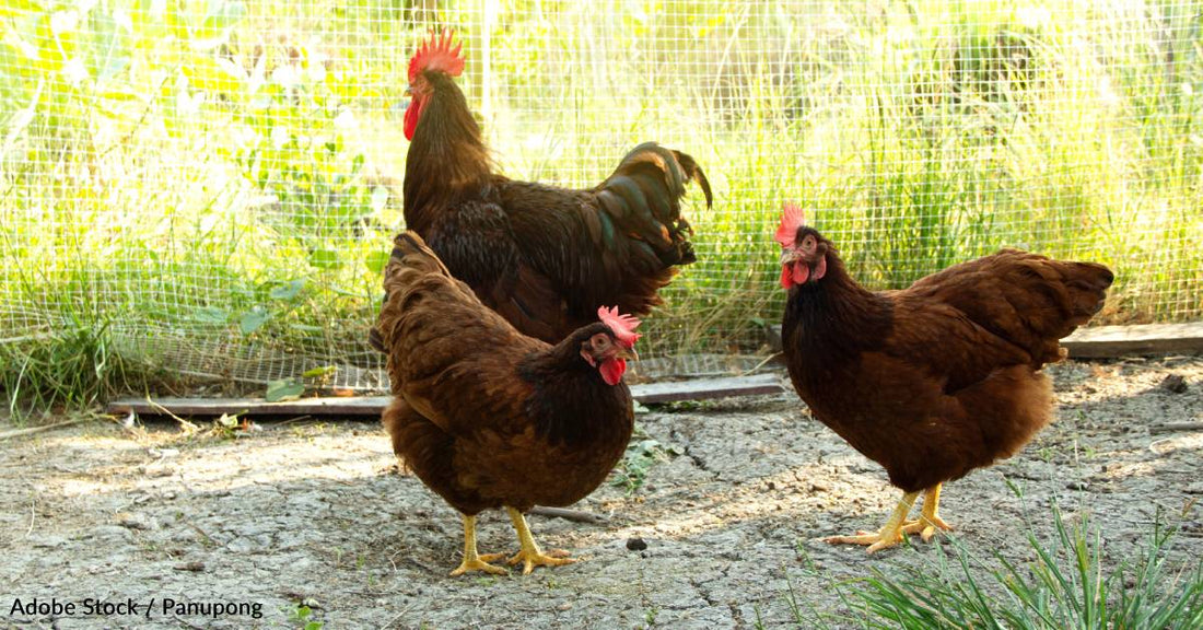 How to Keep Your Chickens Cool and Safe During Heatwaves