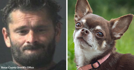 Split image of a man’s mugshot alongside a close-up of a small brown-and-white Chihuahua wearing a pink collar.