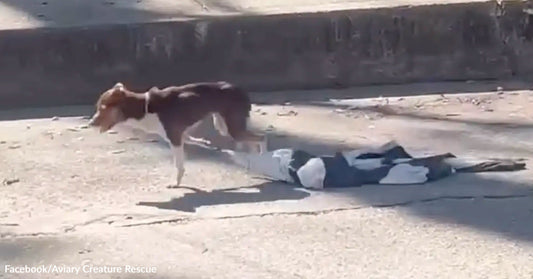 Chihuahua Found Tangled In Clothes Leads Rescuers To Hidden Crisis