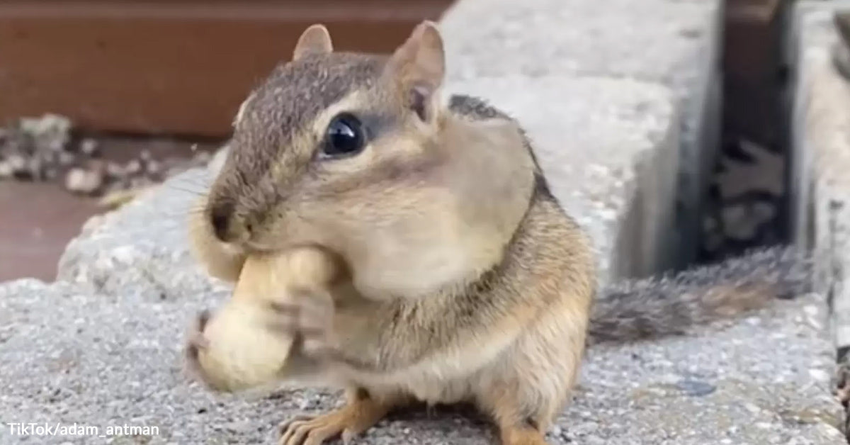 Man Feeds Yard Chipmunks And Will get Shock ‘Reward’ In Return Man Feeds Yard Chipmunks And Will get Shock ‘Reward’ In Return
