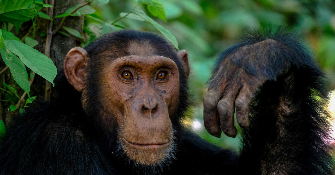 A chimpanzee leaning against a tree with its arm bent, gazing forward with a thoughtful expression.