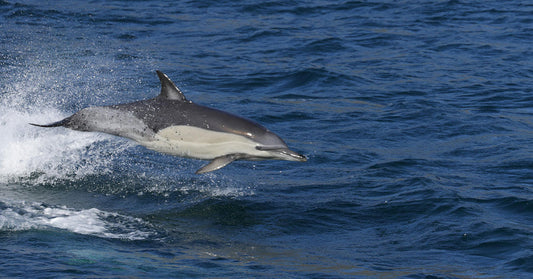 Thirteen Remaining Freshwater Dolphins Struggle to Survive in China as Habitat Vanishes
