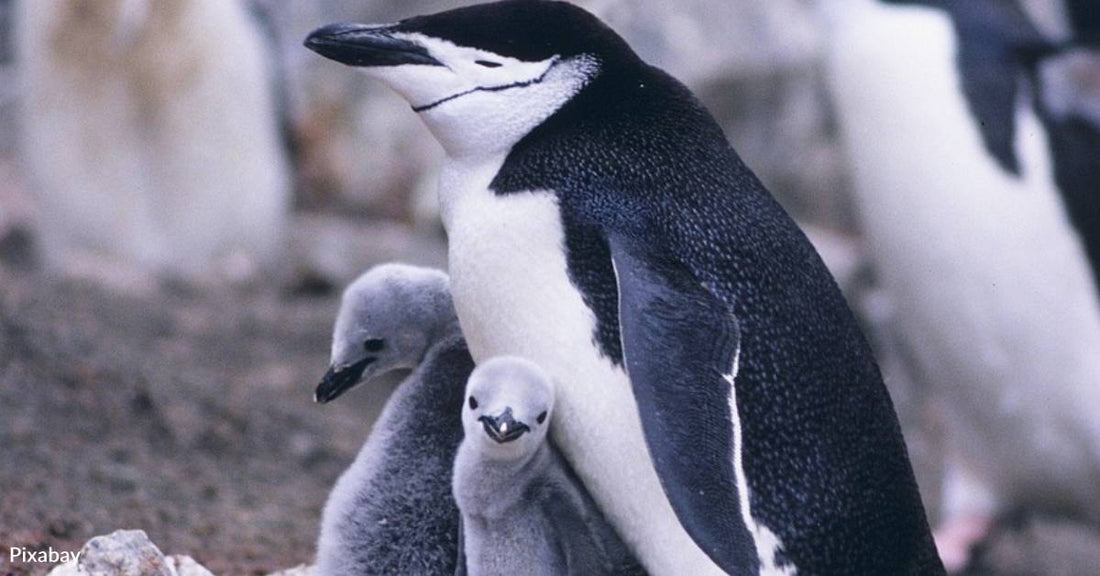 Chinstrap Penguins Sleep Nearly Half the Day Through Micro-Snoozing, Researchers Say