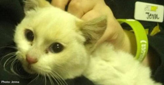 Cold Stray Cat Lured to Sandwich Shop on Below Freezing Day