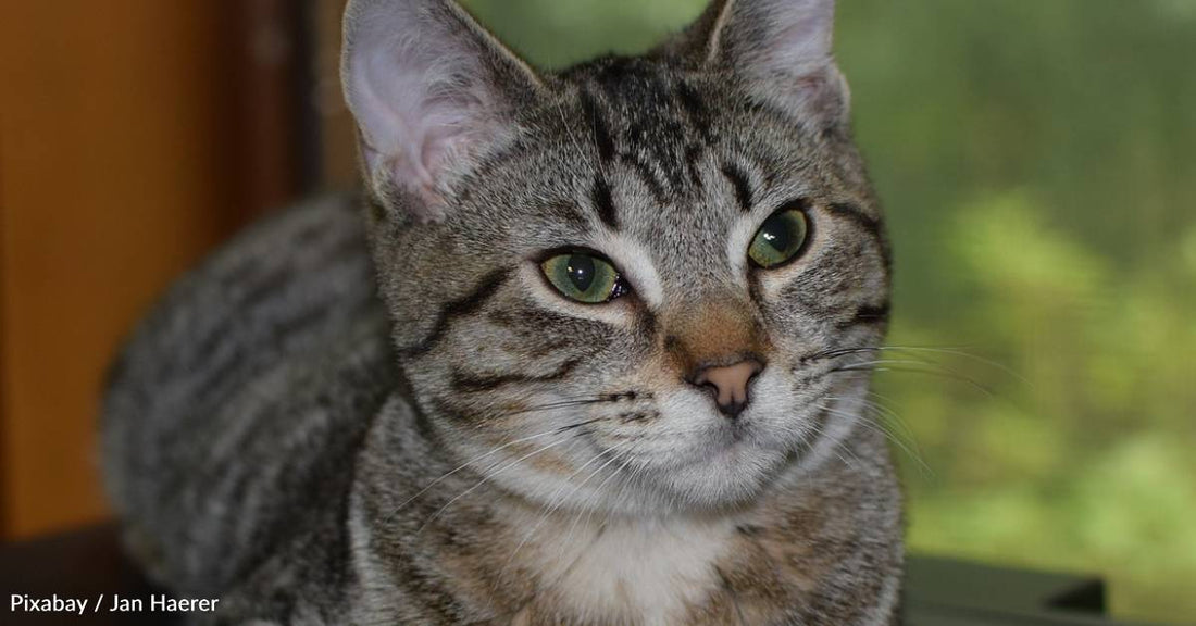 On Christmas, a Stray Cat Gets a Home and Her New Human Gets a Furry Friend