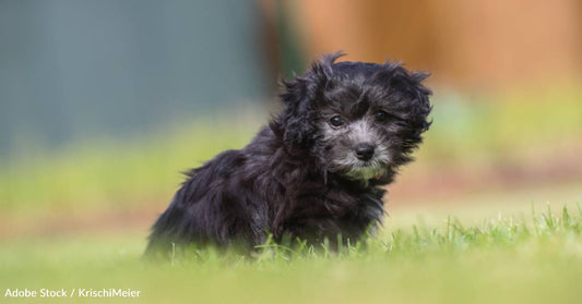 Puppy Wandering the Streets Finds Home at Christmastime