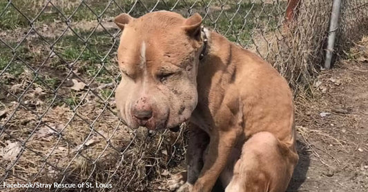 Thin brown dog with large cheeks sitting beside a chain-link fence with dirt and dry leaves on the ground.