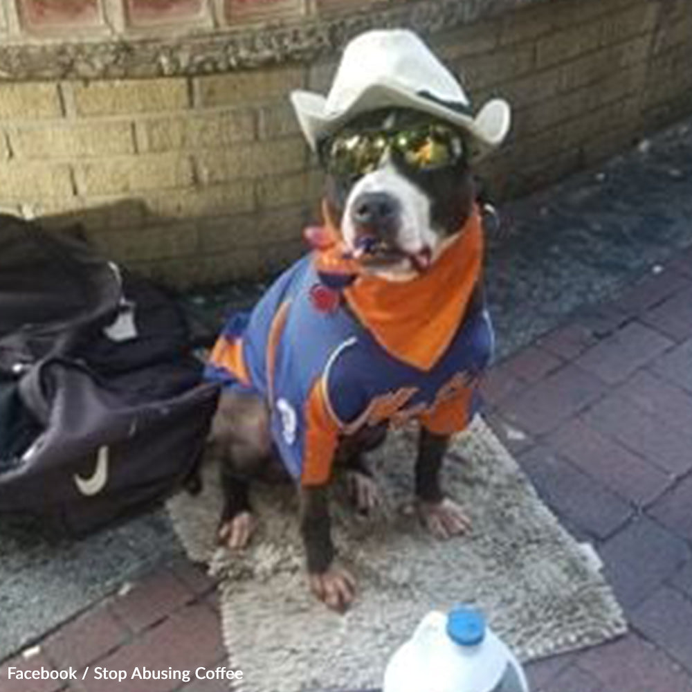 Dogs Should Not Suffer In Heat For Cash Outside Baseball Games