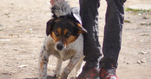 A person in a white long-sleeve shirt bends down to pet a small tricolor dog on a dusty outdoor path.