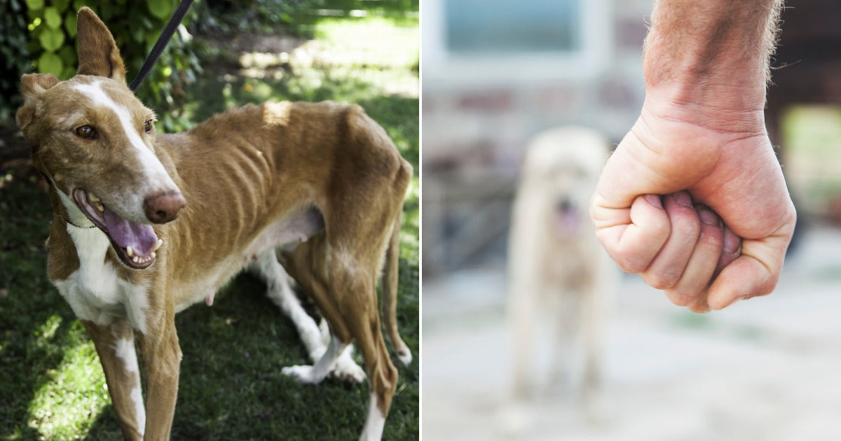 This State Shows How Civil Courts Could Speed Up Animal Rescues