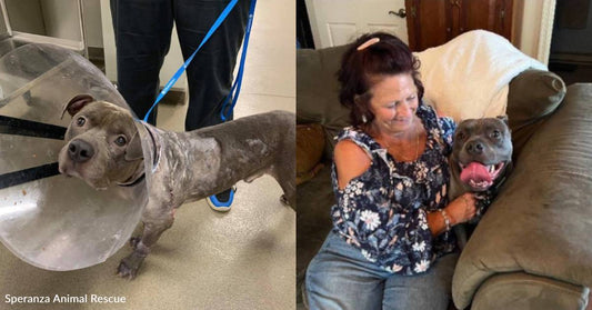 Dog Rescued After Possibly Being Dragged by a Car, Never Stops Wagging His Tail