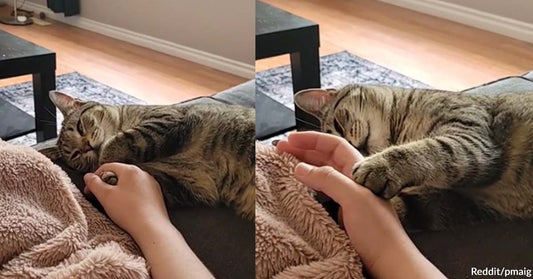 Clingy Cat Doesn’t Want to Let Go of Momma’s Hand in a Heartwarming Video