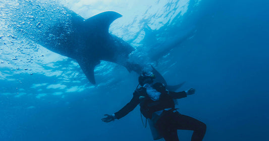 Drug Waste Is Turning Sharks Into Unwitting Victims of Cocaine Addiction