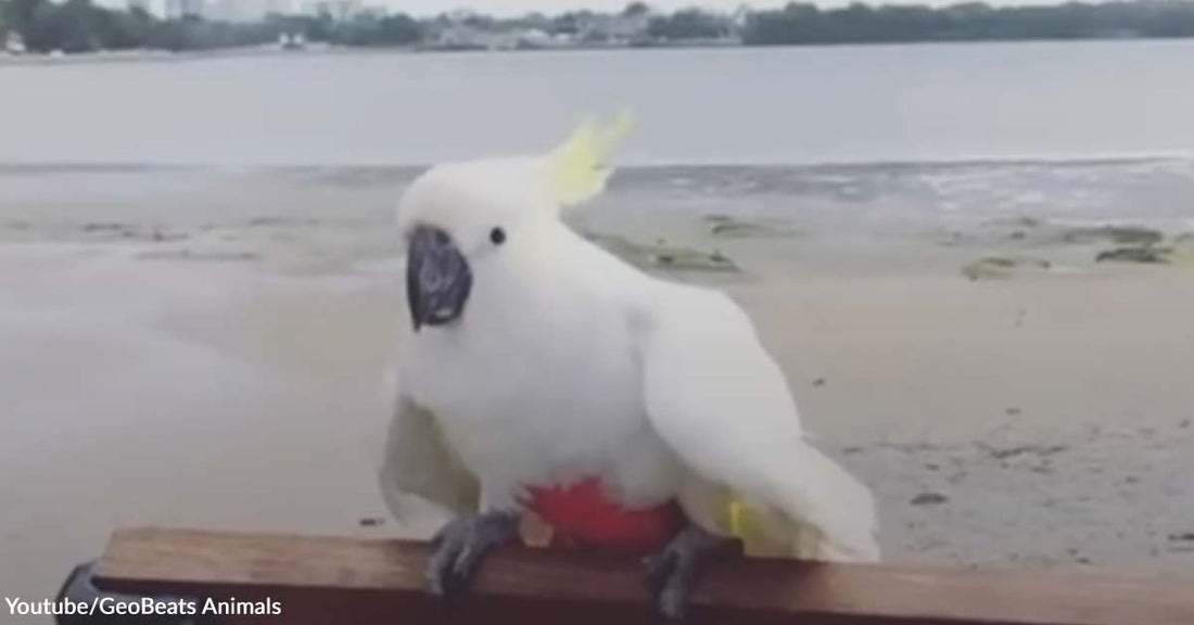 A Cockatoo Went Through a Healing Journey with The Help of His New Family