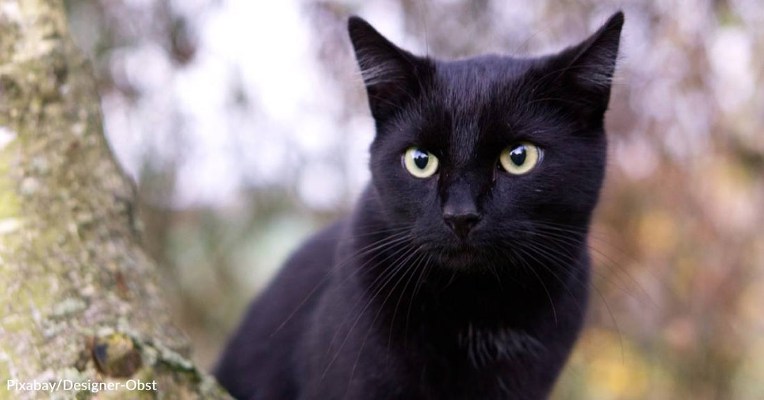 Shy Black Kitten Becomes Foster Fail, Helps Foster Generations of Kittens