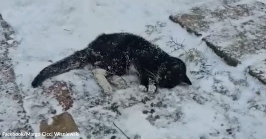 A dark-colored animal lies motionless on snowy ground beside rocks, partially covered in snow.