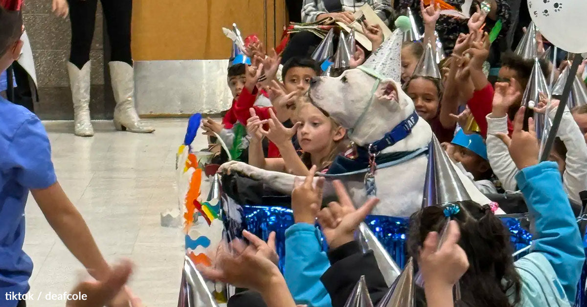 College Children Honor Deaf Remedy Canine With A Birthday Shock He Can Really feel College Children Honor Deaf Remedy Canine With A Birthday Shock He Can Really feel