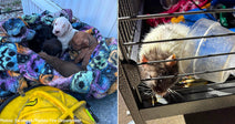 litter of puppies on colorful blanket and pet rat in cage