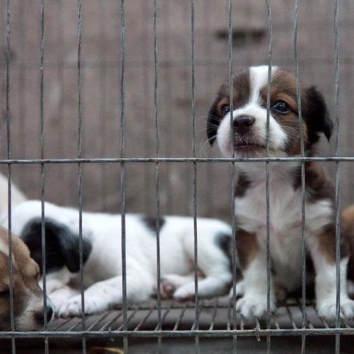 Shut Down The Cruel Puppy Mill Pipeline