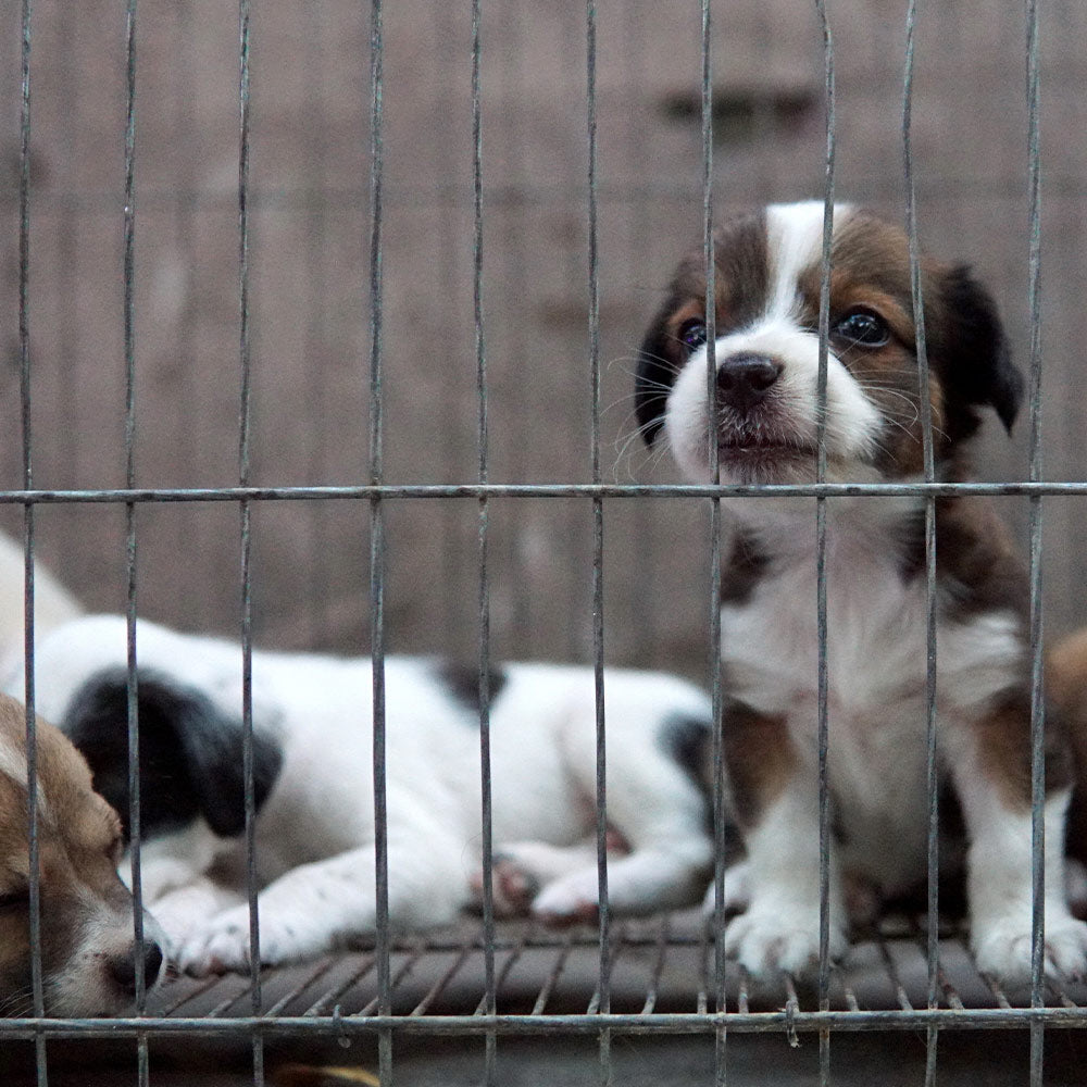 Shut Down The Cruel Puppy Mill Pipeline