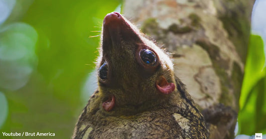 Flying Lemurs – They Don’t Fly And They’re Not Lemurs, But They Are Very Accomplished Gliders