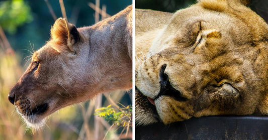 Side-by-side collage showing a lioness in profile outdoors and another lioness resting with eyes closed.