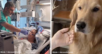 A doctor assists a patient in a hospital; a golden retriever is petted nearby.