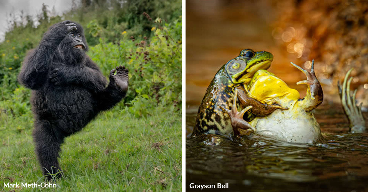 Frog Battle and Gorilla Excessive Kick Captivate In Comedy Wildlife Picture Awards 2025 Frog Battle and Gorilla Excessive Kick Captivate In Comedy Wildlife Picture Awards 2025