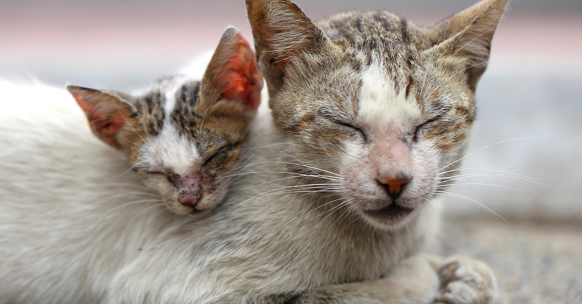 Shelter Cat Deaths Plunge as Foster Networks and Group Packages Change the Odds Shelter Cat Deaths Plunge as Foster Networks and Group Packages Change the Odds