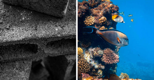 Scientists Are Transforming Lifeless Waters Into Thriving Ecosystems With Concrete