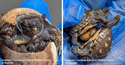 Conjoined Turtle Twins Fight for Life After Rare Surgery in Virginia