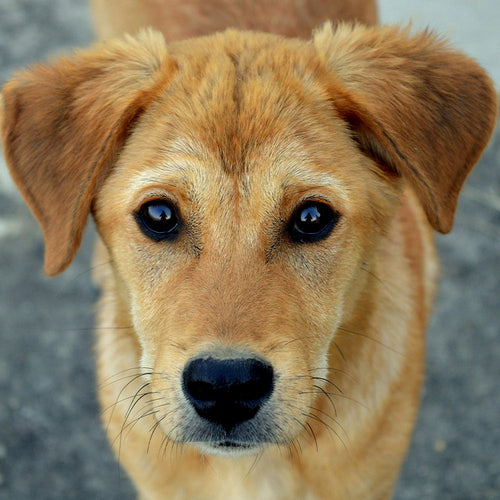 Stop The Cruelty That Left Trooper Mo To Die Alone