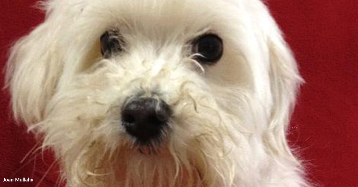 A Scruffy Face On Petfinder Modified Every thing A Scruffy Face On Petfinder Modified Every thing