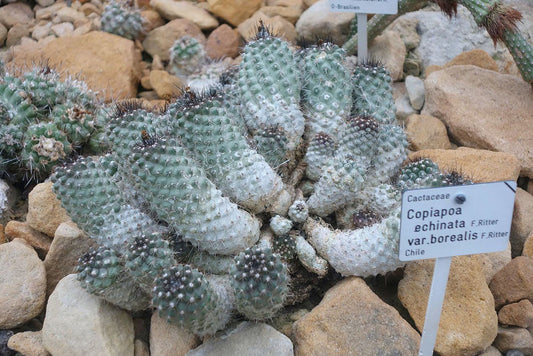 Illegal Trade and Climate Change Push Chile's Copiapoa Cacti to the Brink of Extinction
