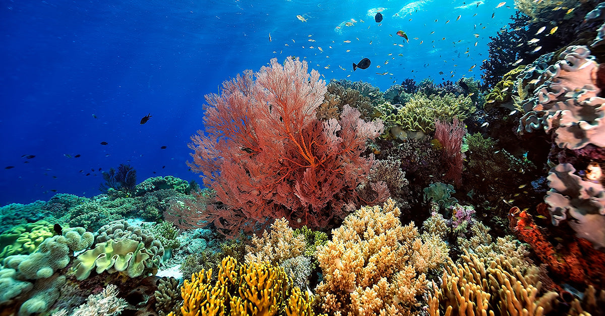 96% of the World's Coral Reef Ecosystems Face a Dire Future, Scientists ...