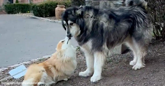 Small tan dog lying on the ground and touching noses with a much larger fluffy black-and-white dog outdoors.