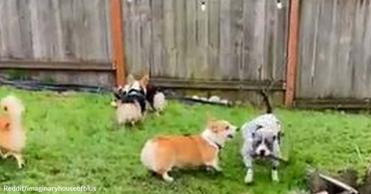 A Pit Bull Got Invited to a Corgi's Birthday Party Only to Be Surprised More Than the Actual Celebrant