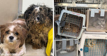 Split image showing two small, matted dogs sitting indoors on the left and multiple cats in pet carriers stacked inside a vehicle or trailer on the right.