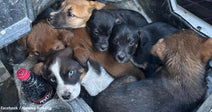 A group of eight puppies cuddling in a small space, looking curiously at the camera.
