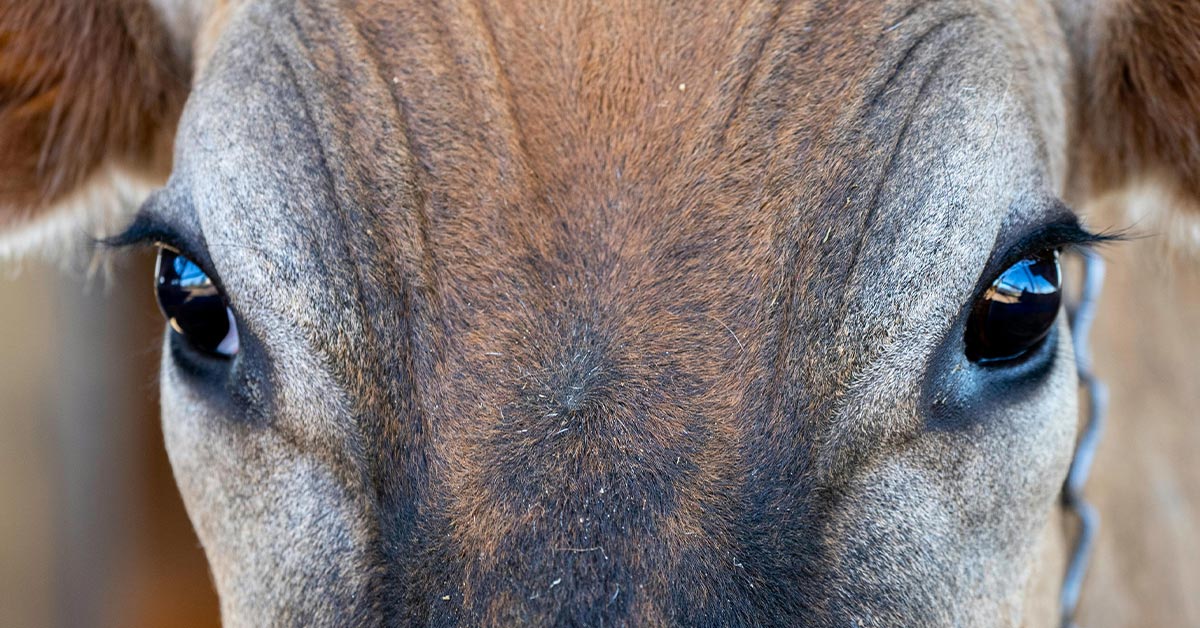 New Cow Vision Goggles Reveal The Hidden Stress Livestock Face Every ...