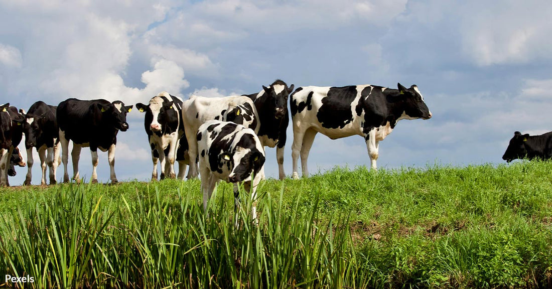 Moo-ve Over Men: Cows Prefer Women's Company, Study Finds